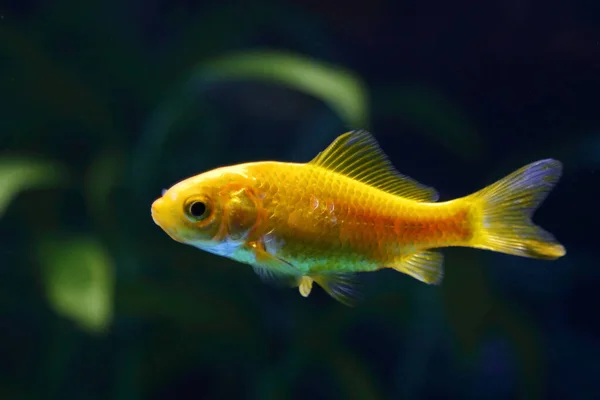 Goldfisch Goldfish Carassius Auratus — Foto Stock