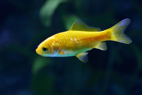 Goldfisch Goldfish Carassius Auratus — Foto Stock