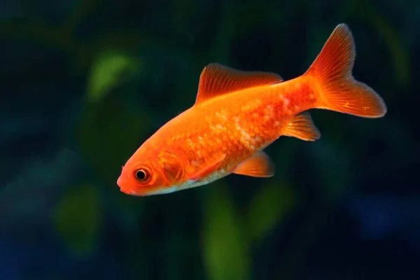 Goldfisch Goldfish Carassius Auratus — Stock Fotó