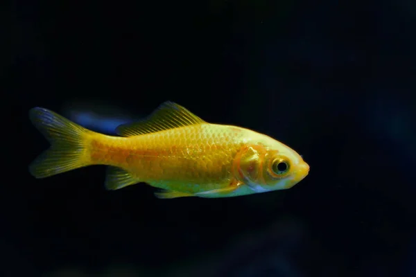 Goldfisch Goldfish Carassius Auratus — стоковое фото