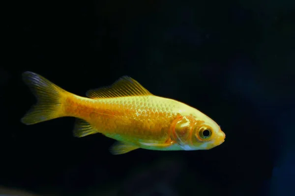 Goldfisch Goldfish Carassius Auratus — Fotografia de Stock