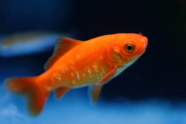 Goldfisch Goldfish Carassius Auratus — Stock Fotó