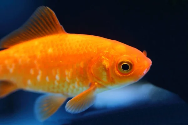 Goldfisch Goldfish Carassius Auratus — Stok fotoğraf