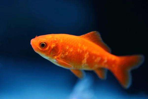 Goldfisch Goldfish Carassius Auratus — Stok fotoğraf