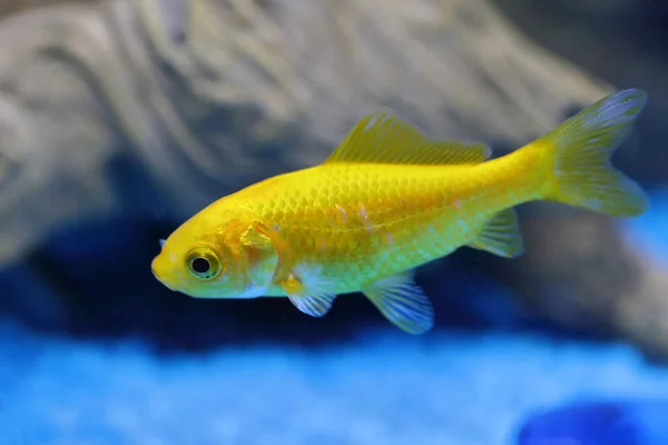 Goldfisch Goldfish Carassius Auratus — Stock Fotó