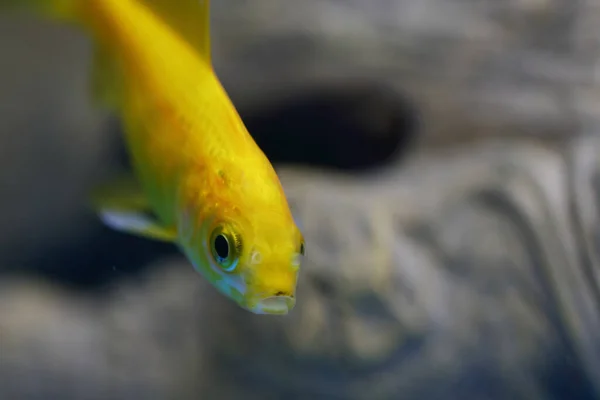 Goldfisch Goldfish Carassius Auratus — Stock Fotó