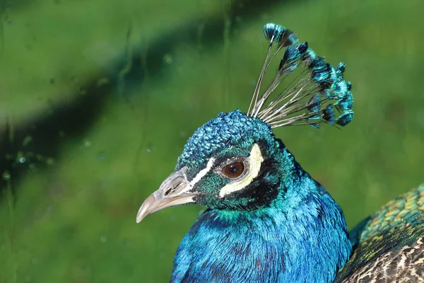 Blauer Pfau Blue Peafowl Pavo Cristatus — Foto Stock