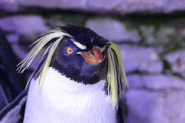 Northern Rockhopper Penguin Eudyptes Moseleyi — Stockfoto