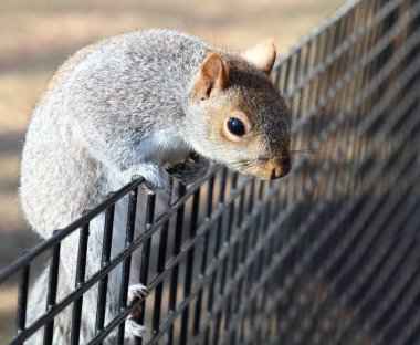 Eastern gray squirrel / Sciurus carolinensis