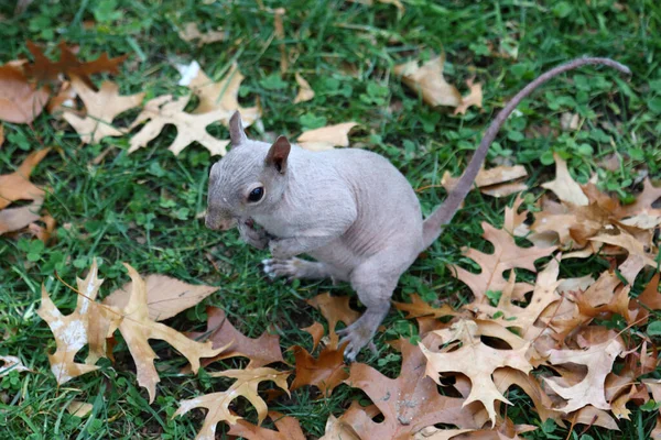 กระรอกส เทาตะว นออกไม Sciurus Carolinensis — ภาพถ่ายสต็อก