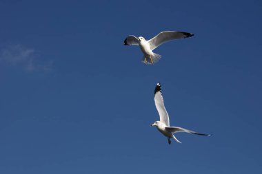 Halka gagalı Martı / Larus delawarensis