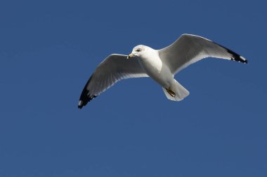 Halka gagalı Martı / Larus delawarensis