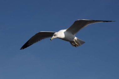 Halka gagalı Martı / Larus delawarensis