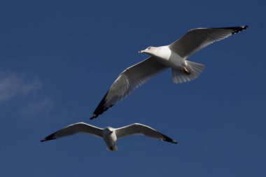 Halka gagalı Martı / Larus delawarensis