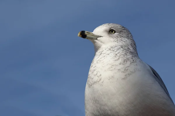 Mouette Bec Cerclé Larus Delawarensis — Photo