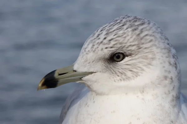 Gaivota Bico Anelado Larus Delawarensis — Fotografia de Stock