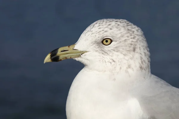 Ringnäbbad Mås Larus Delawarensis — Stockfoto