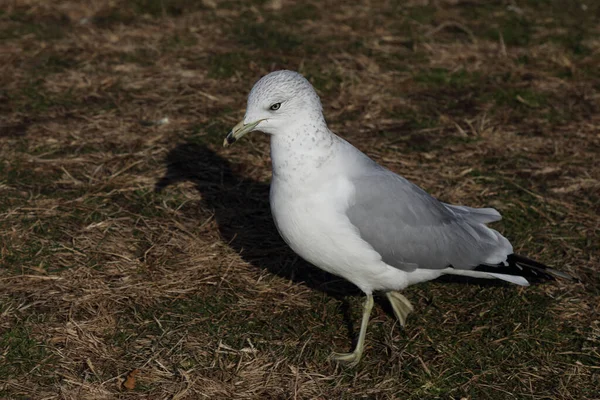 Zilvermeeuw Larus Delawarensis — Stockfoto