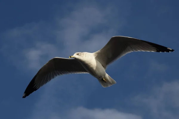 Ringschnabelmwe Ring Billed Gull Larus Delawarensis — 스톡 사진