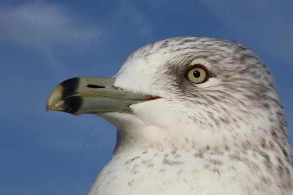 Ringnäbbad Mås Larus Delawarensis — Stockfoto