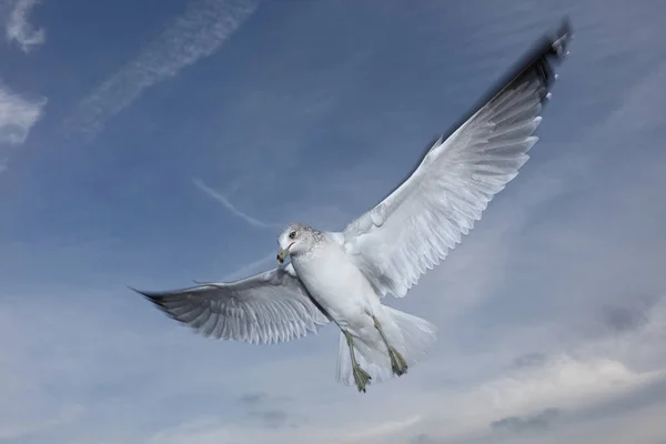 Ringschnabelmwe Ring Billed Gull Larus Delawarensis — 스톡 사진