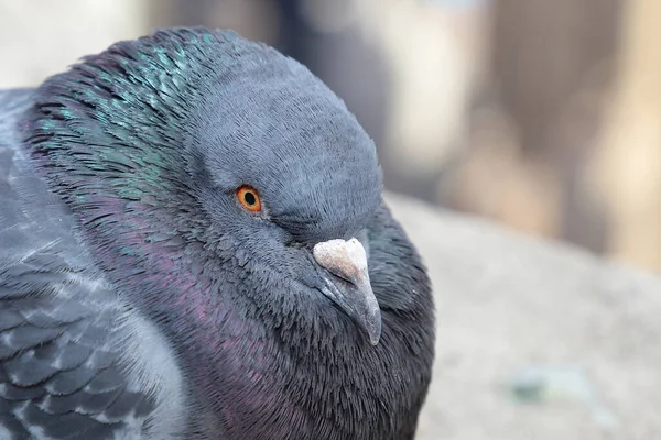 Taube Dove New York Columba — Stockfoto