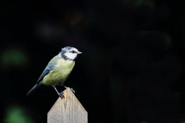 Blaumeise / Eurasian blue tit / Cyanistes caeruleus
