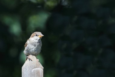 Haussperling / House sparrow / Passer domesticus