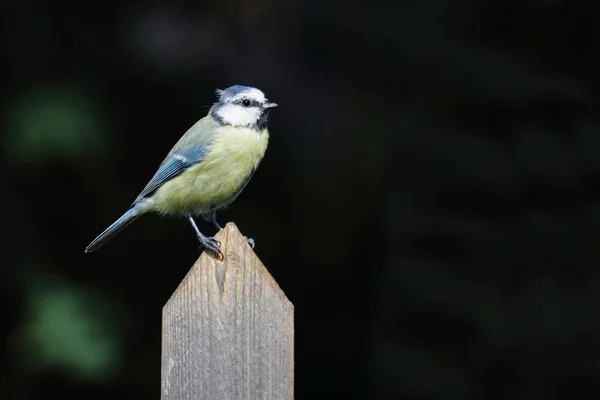 Blaumeise Eurasian Blue Tit Cyanistes Caeruleus — Stock fotografie