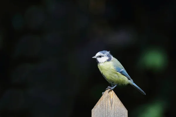 Blaumeise Eurasian Blue Tit Cyanistes Caeruleus — ストック写真