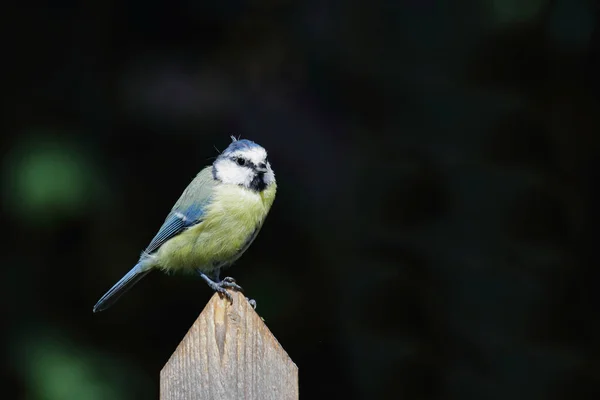 Blaumeise Eurasian Blue Tit Cyanistes Caeruleus — Stockfoto