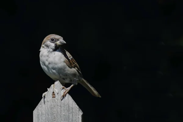 Haussperling House Sparrow Passer Domesticus — Stok fotoğraf