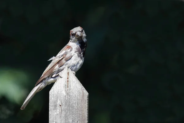 Haussperling House Sparrow Passer Domesticus — Stok Foto