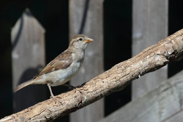 Haussperling House Sparrow Passer Domesticus — Stok Foto