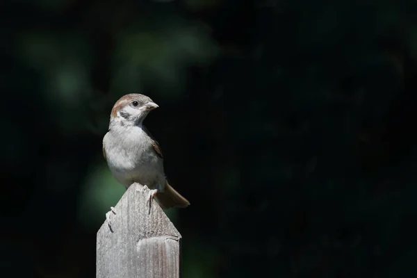 Haussperling Gorrión Casa Passer Domesticus — Foto de Stock