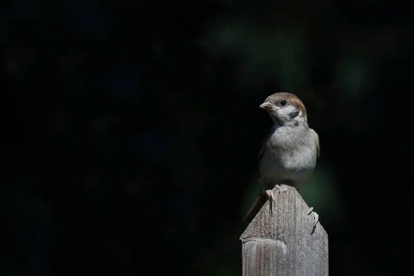 Haussperling House Sparrow Passer Domesticus — Stok fotoğraf