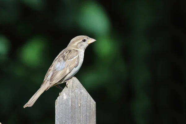 Haussperling Huismus Passer Domesticus — Stockfoto