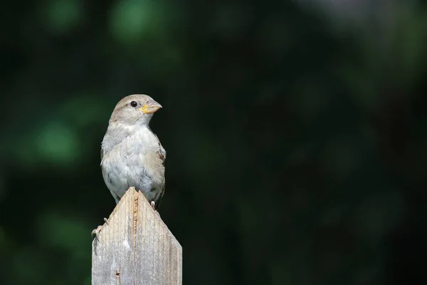 Haussperling House Sparrow Passer Domesticus — Stok Foto