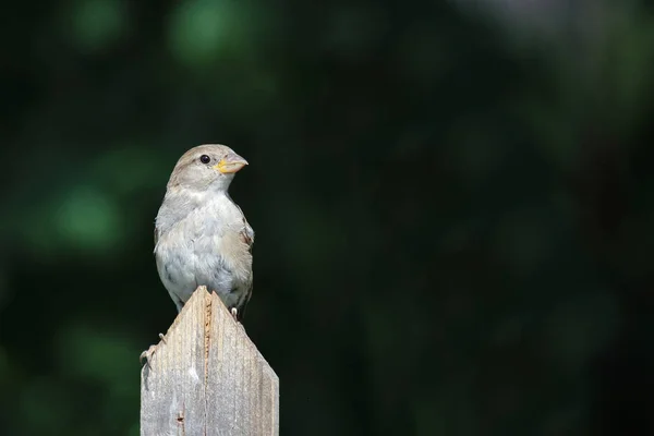 Haussperling Házi Veréb Passer Domesticus — Stock Fotó