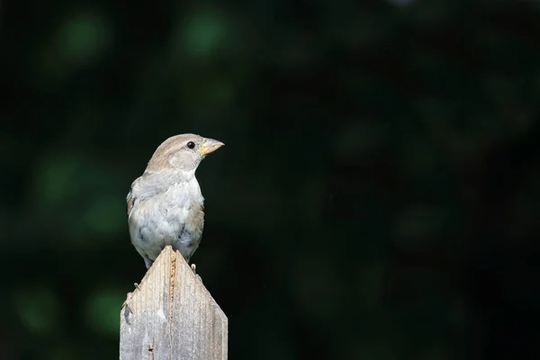 Haussperling House Sparrow Passer Domesticus — Stock Photo, Image