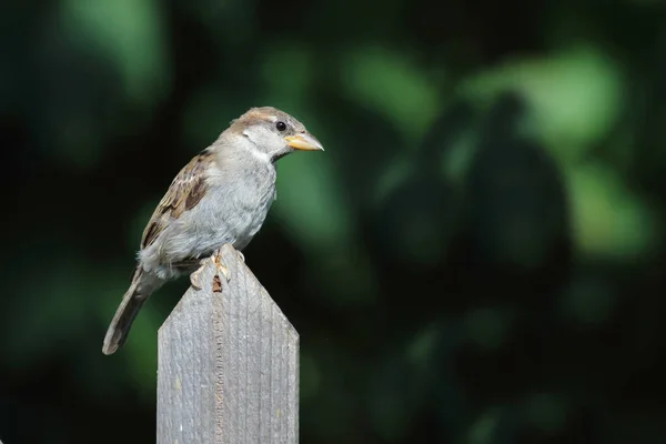 Haussperling House Sparrow Passer Domesticus — Stock Photo, Image