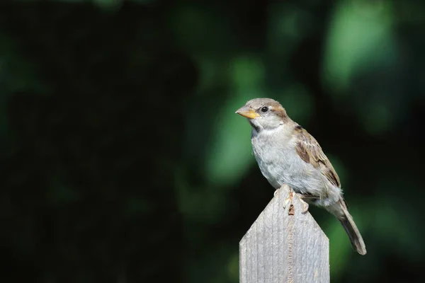 Haussperling House Sparrow Passer Domesticus — Stock Photo, Image