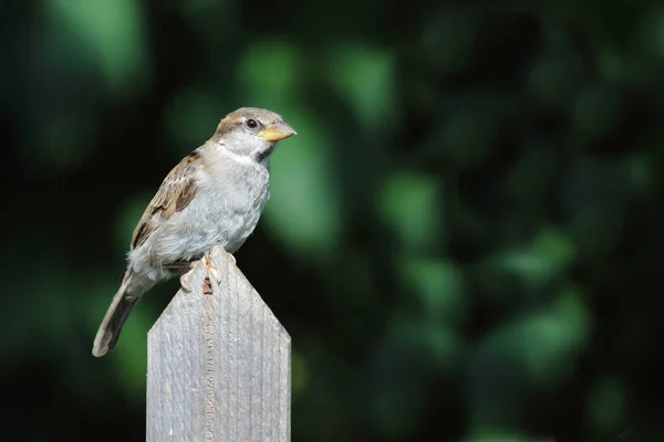 Haussperling House Sparrow Passer Domesticus — Stock Photo, Image