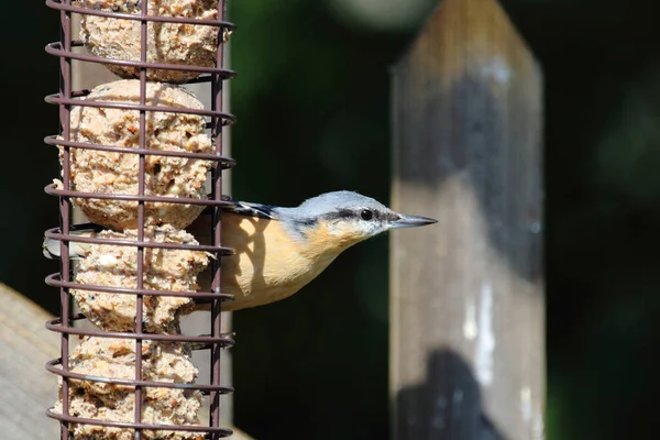 Kleiber Eurasian Nuthatch Sitta Europaea — Stock fotografie