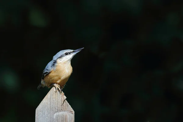 Kleiber Eurasian Nuthatch Sitta Europaea — Stock fotografie