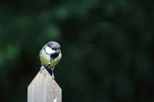 Kohlmeise Great Tit Parus Major — Stock fotografie