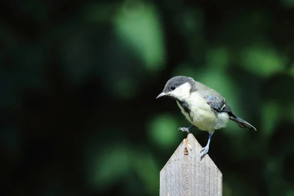 Kohlmeise Great Tit Parus Major — Stock fotografie