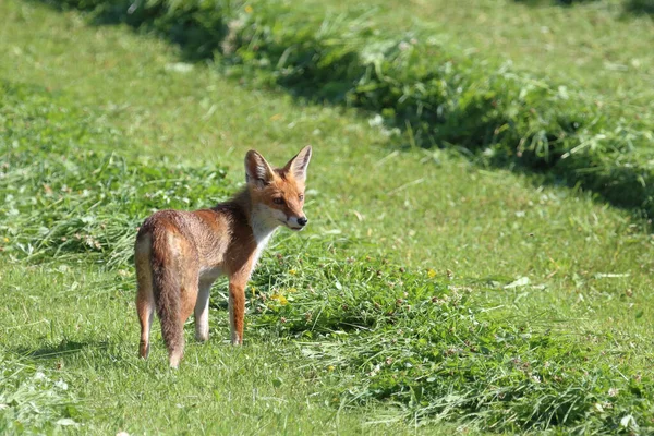 Rotfuchs Volpe Rossa Vulpes Vulpes — Foto Stock