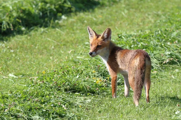 Rotfuchs Red Fox Vulpes Vulpes — Stock Photo, Image