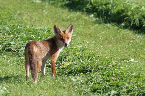 Rotfuchs Red Fox Vulpes Vulpes — Stock Photo, Image